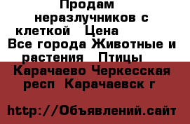 Продам 2 неразлучников с клеткой › Цена ­ 2 500 - Все города Животные и растения » Птицы   . Карачаево-Черкесская респ.,Карачаевск г.